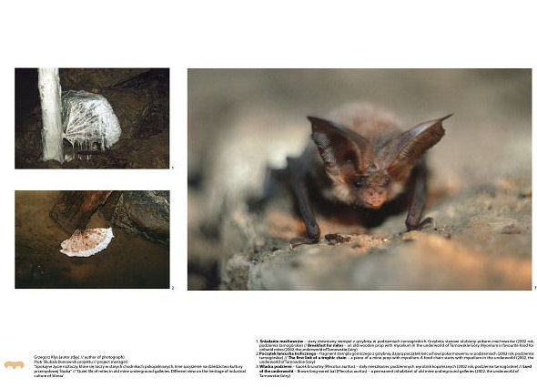 see enlarged picture(s)